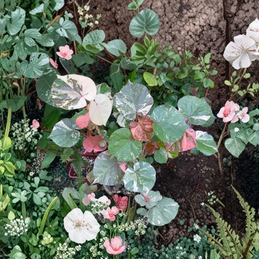 Variegated Sea Hibiscus Live Plant – 4–6 Inches Tall | Hibiscus tiliaceus | Tropical Shrub Starter | No Pot | Variegated Foliage | Garden & Landscape Plant