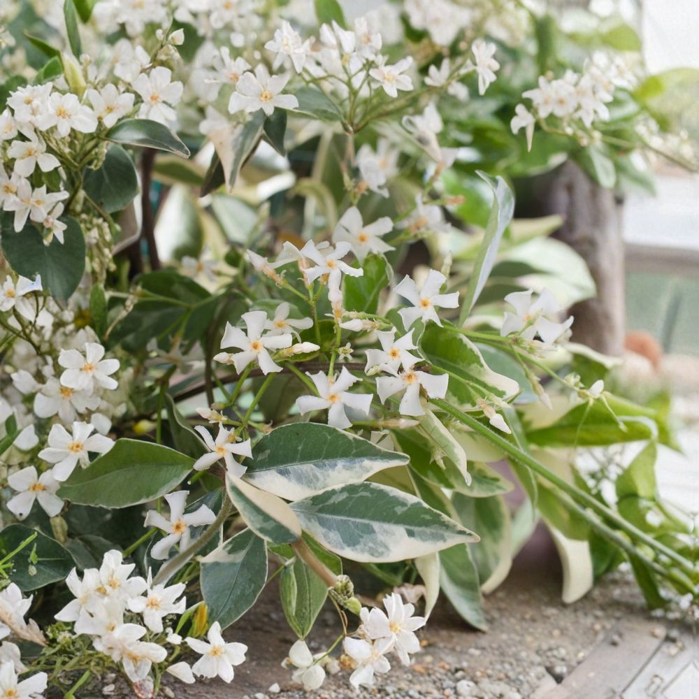 Variegated Confederate Jasmine – Trachelospermum jasminoides Live Starter | 2–8 Inches Tall | Fragrant Climbing Vine | Indoor Outdoor Plant | Ships With Pot