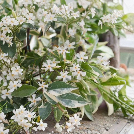 Variegated Confederate Jasmine – Trachelospermum jasminoides Live Starter | 2–8 Inches Tall | Fragrant Climbing Vine | Indoor Outdoor Plant | Ships With Pot