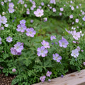 Wild Geranium Roots – 10 Fresh Bare Roots for Planting | Hardy Native Perennial | Woodland & Shade Garden Flower