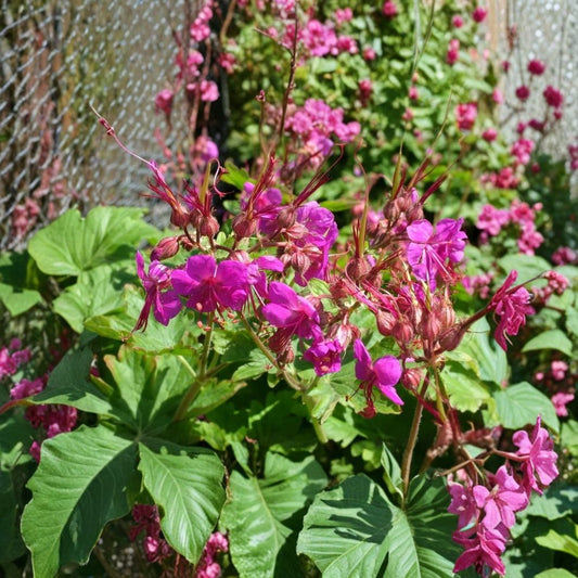 Bigroot Geranium – 3 Live Starter Plants | Geranium macrorrhizum | Hardy Ground Cover Perennial | Zones 3–8