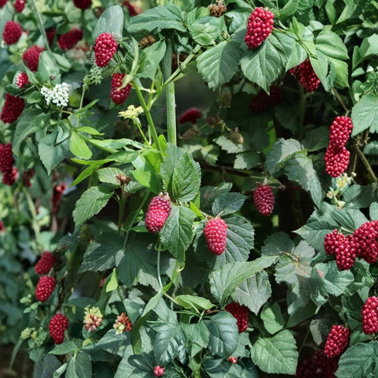 Sweet Boysenberry – Set of 2 Live Plants | 4–6 Inch Starter Plants | Soil Rooted | No Pot | Juicy Summer Berries | Full Sun Berry Garden