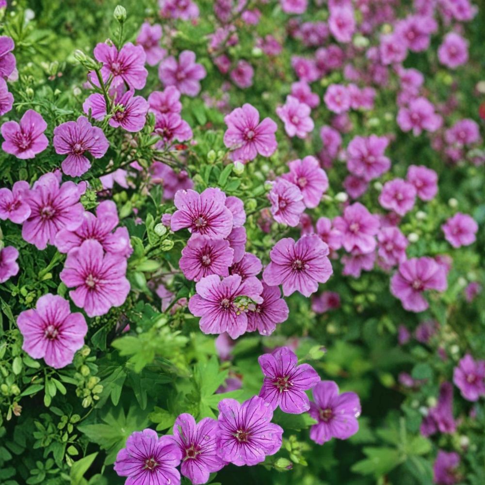 Dilys Geranium Seeds – Pelargonium Flower Seeds | 25+ Seeds Included | Vibrant Garden Blooms | Patio & Balcony Friendly | Easy to Grow