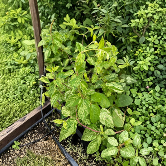 Variegated Honeysuckle Vine – Lonicera japonica ‘Mint Crisp’ Live Plant | Fragrant Climbing Vine | Cream & Green Foliage | Trellis & Arbor Garden Plant