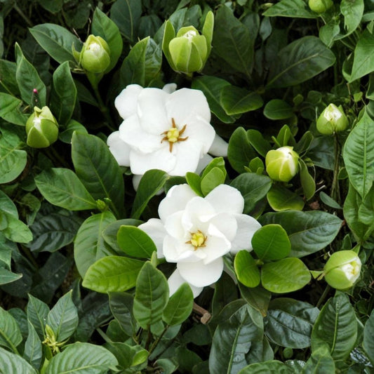 Gardenia ‘Buttons’ Live Plant – Double White Flowers | 2.5 Qt Pot Dwarf Cape Jasmine | Fragrant Compact Shrub | Patio & Indoor Friendly
