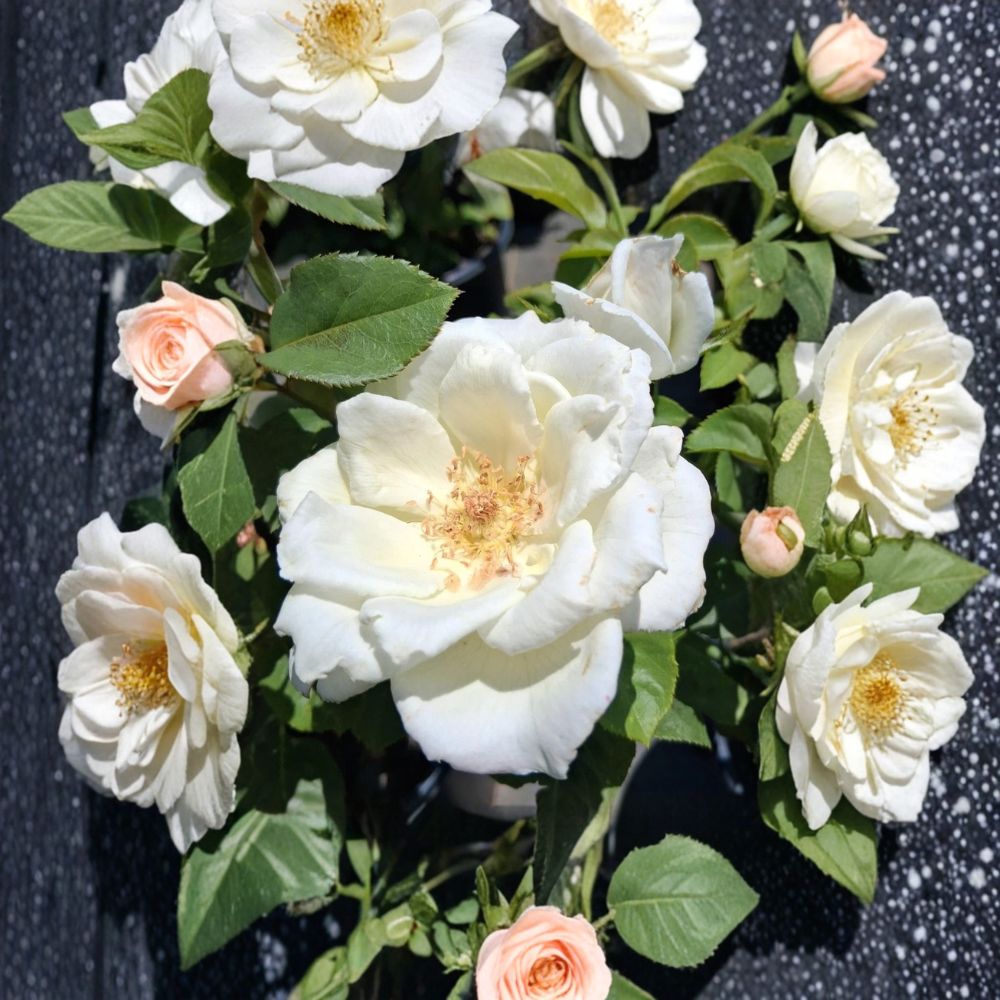 White Lightnin Grandiflora Rose – Rosa Hybrid Live Plant | 2 Gallon Size | Pure White Grandiflora Rose | Includes Root-Wrapped Plant | Elegant Garden Shrub | Easy to Grow