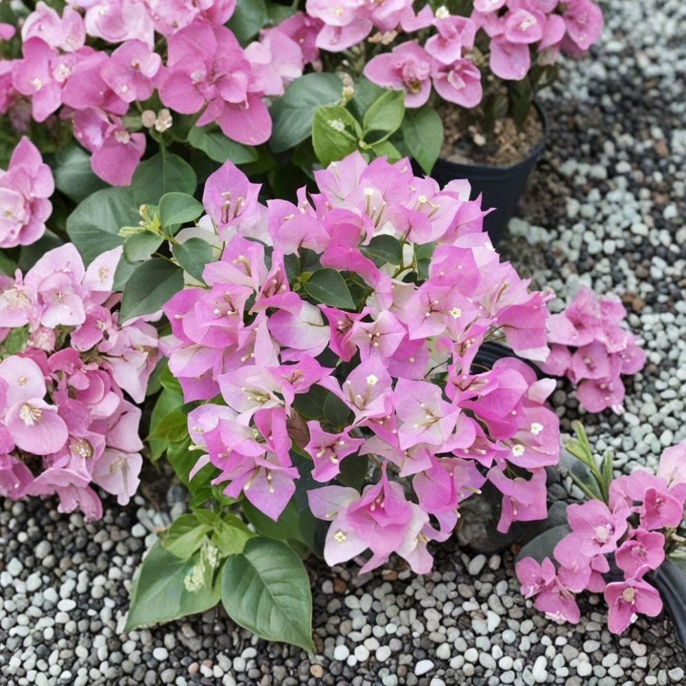 Imperial Thai Delight Bougainvillea – Bougainvillea Live Starter Plant | Well-Rooted Plug in Pot | Tropical Flowering Vine