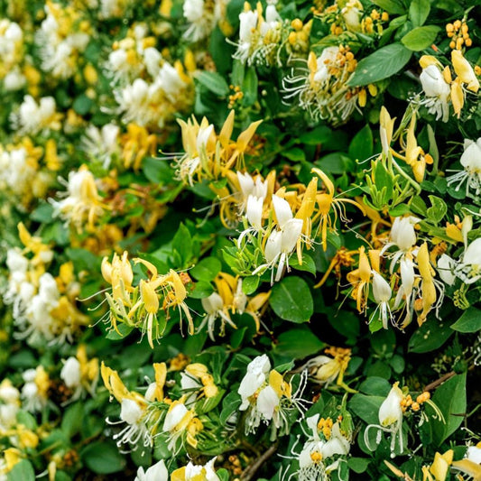 Japanese Honeysuckle – 5 Live Rooted Plants | Lonicera japonica | Fragrant Climbing Vine | Potted Seedlings | Easy to Grow