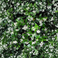 Confederate Jasmine Cuttings – Trachelospermum jasminoides | 55 Unrooted Cuttings 6–12 Inch | Fragrant Vine Propagation Pack