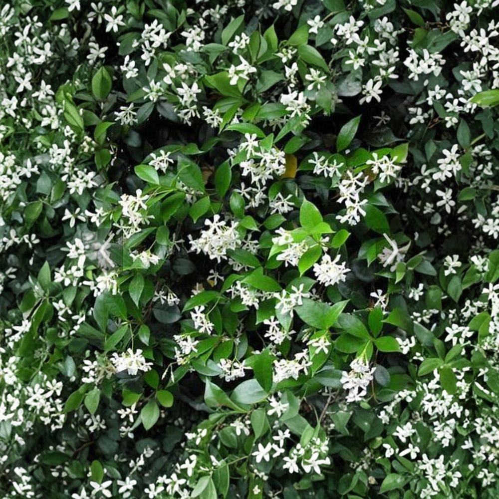 Confederate Jasmine Cuttings – Trachelospermum jasminoides | 55 Unrooted Cuttings 6–12 Inch | Fragrant Vine Propagation Pack