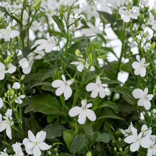 Live White Lobelia Plant – Lobelia erinus | 3" Nursery Pot | White Flowering Garden Plant | Compact Border & Container Flower