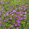 New Hampshire Purple Geranium Seeds – Pelargonium Flower Seeds | 25+ Seeds Included | Vibrant Purple Blooms | Patio & Garden Friendly | Easy to Grow