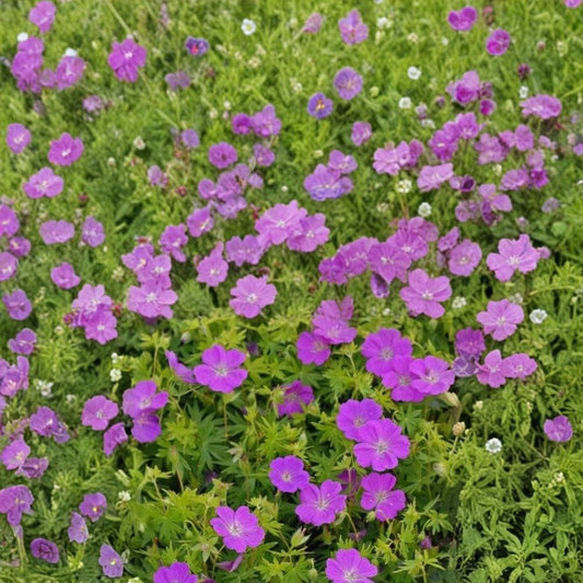 New Hampshire Purple Geranium Seeds – Pelargonium Flower Seeds | 25+ Seeds Included | Vibrant Purple Blooms | Patio & Garden Friendly | Easy to Grow