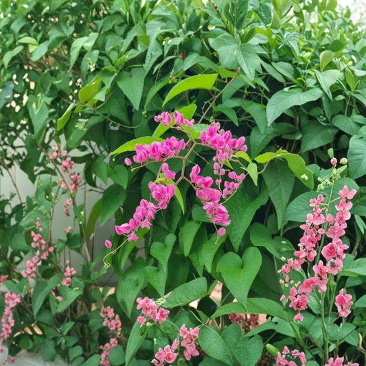 Mexican Creeper – 3 Live Antigonon leptopus Plants | 4–6 Inch Starters | Coral Vine | Flowering Climbing Vine | No Pot | Trellis & Garden Plant