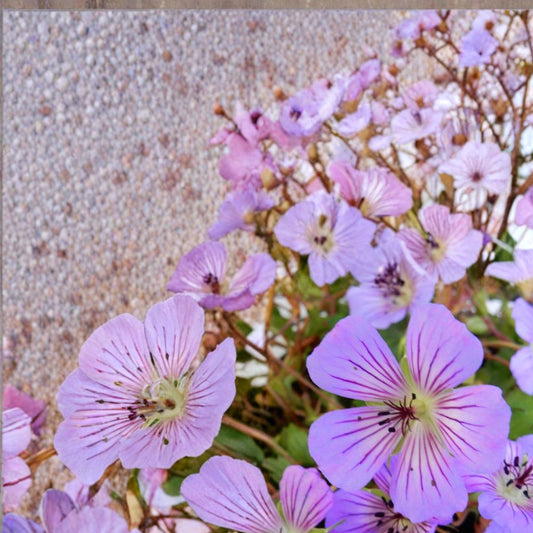 Magical Joy Geranium Seeds – 25+ Premium Pelargonium Flower Seeds | Colorful Garden Blooms with Free Shipping