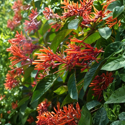 Set of 2 Mexican Firebush Live Plants – 4–6 Inches Tall | Hamelia patens | Red-Orange Flowering Shrub | Pollinator Friendly | No Pot | Tropical Garden Plant
