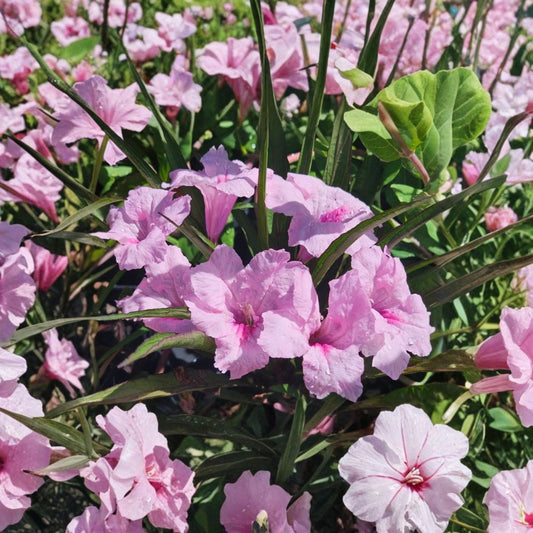 3 Katie’s Dwarf Pink Ruellia Live Plants – Ruellia ‘Katie Pink’ | 3–6 Inch Starters | Pink Flowering Perennial | No Pot