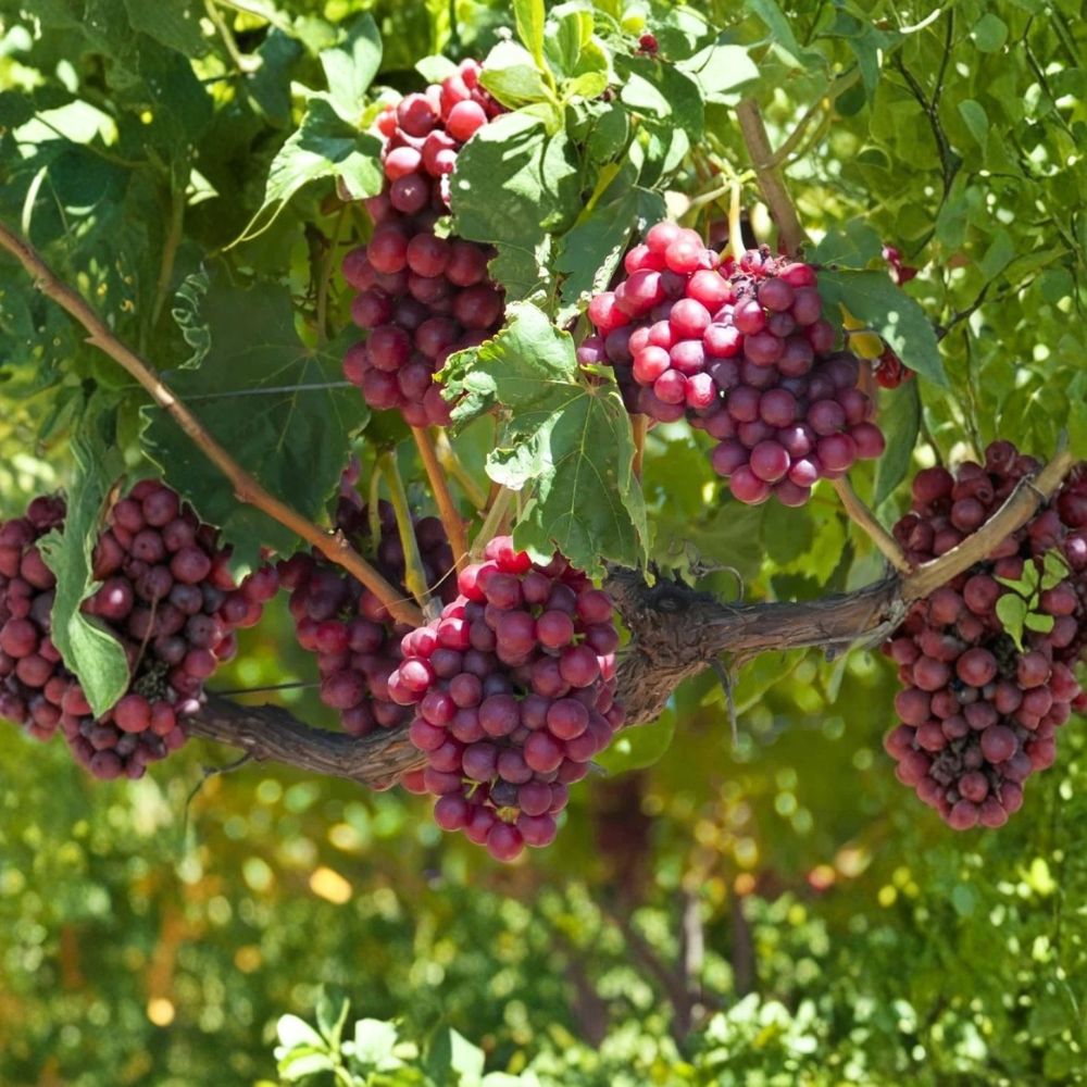 Reliance Red Seedless Grape Vine – 1–2 Year Old Live Plant | Well Rooted Fruit Vine | Cold Hardy Seedless Grape