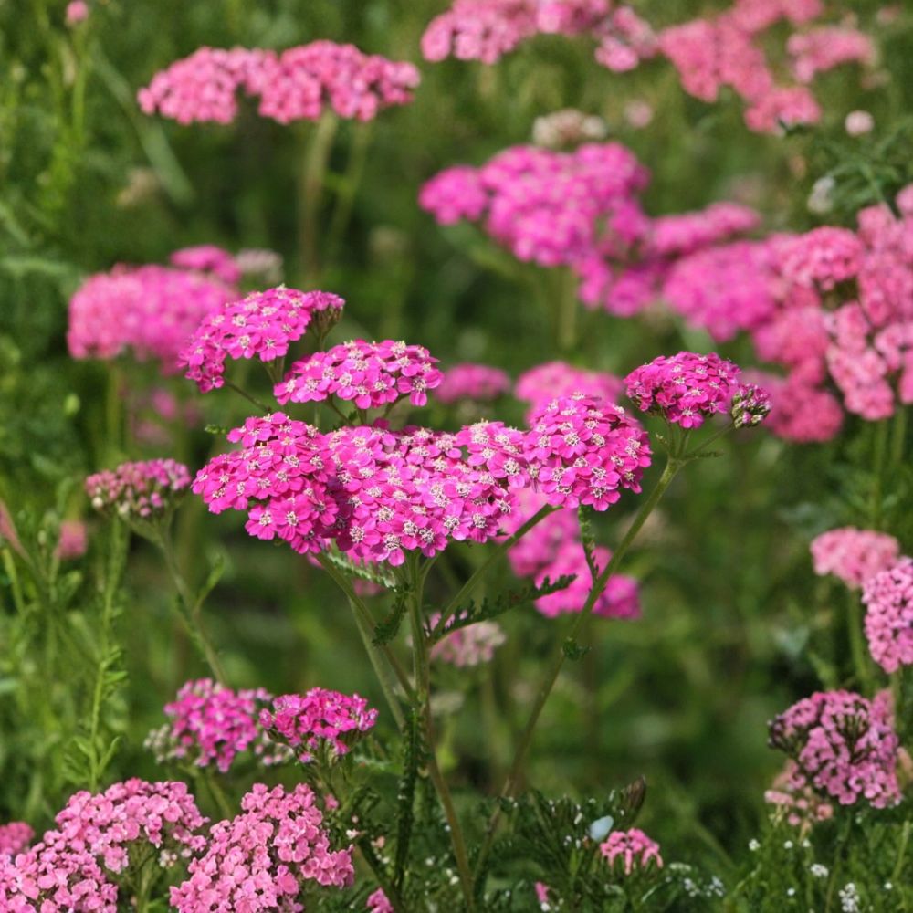 Yarrow 'Cerise Queen' – Achillea millefolium Live Starter Plant | 2.5 Inch Pot | Free Shipping | Hardy Perennial | Pollinator Friendly