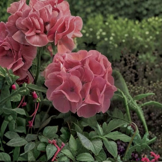 Geranium Maverick Salmon – Pelargonium Seeds | 1,000 Seeds | Soft Salmon Blooms | Robust Garden Geranium | Pot & Landscape Friendly | Easy to Grow