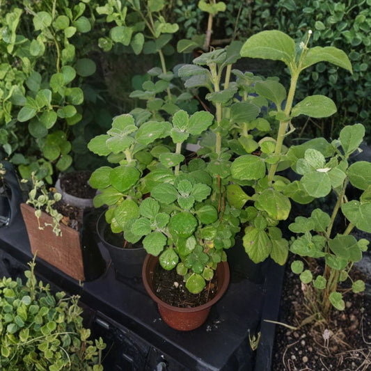 Vicks Plant – Plectranthus tomentosa Live Starter Plant | Rooted Succulent Herb | Indoor & Outdoor Plant | Easy Care
