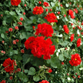 Red Geranium Cuttings – 20 Fresh Pelargonium Cuttings Ready to Root | Easy Propagation Flower Plant | Patio & Garden Favorite