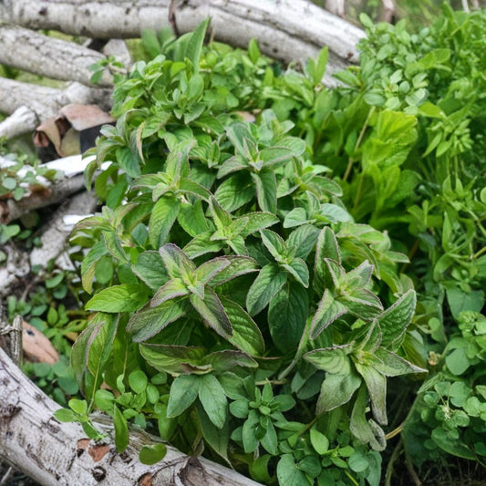 Hillary's Sweet Lemon Mint Cuttings – Mentha suaveolens x piperita f. citrata Live Unrooted Cuttings | 6 Organic Apple Lime Mint Cuttings | Culinary Herb for Rooting