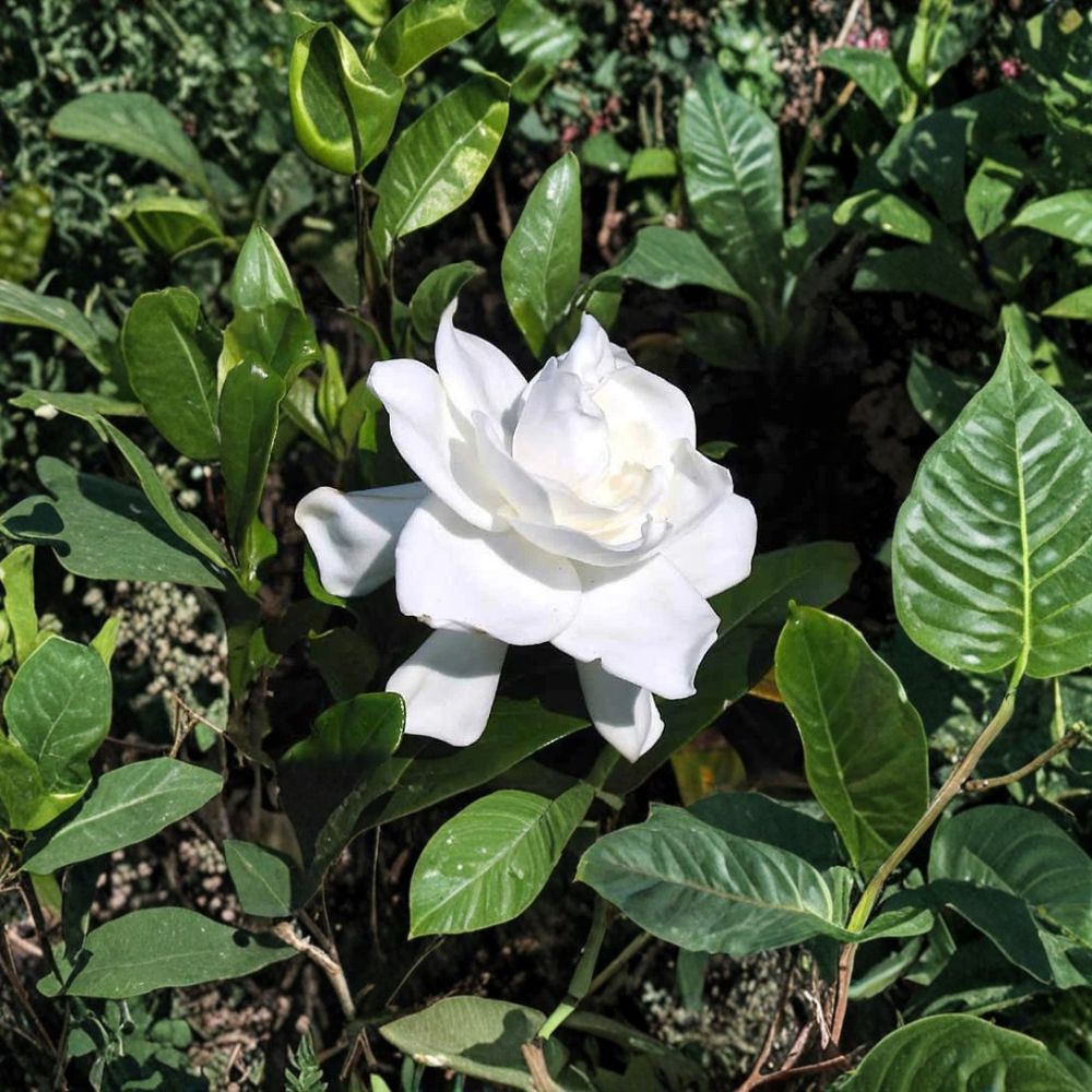 2 Gardenia Live Plants – Cape Jasmine Heirloom | 6” Tall Rooted Starter Shrubs | Fragrant White Flowers | Bare Root Gardenia Bush