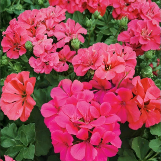 Caliente Dark Rose Geranium Seeds – 25+ Premium Flower Seeds | Vibrant Rose Blooms | Patio & Container Friendly | Easy to Grow