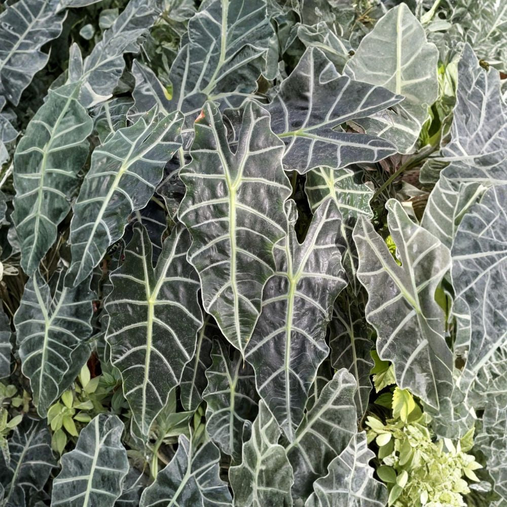 Amazonia Alocasia Live Plant | 2 Feet Tall | Tropical Elephant Ear | Ships Bare Root | Exotic Indoor Houseplant