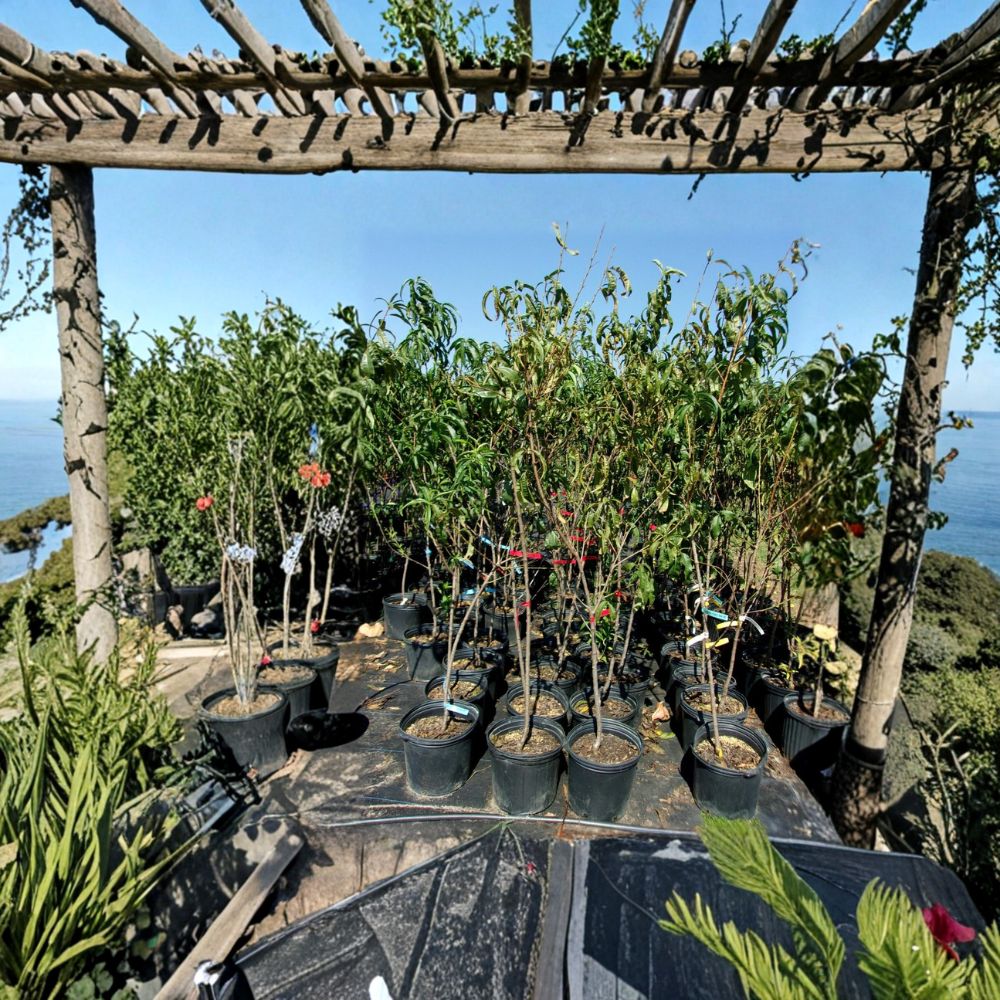 Blaze Prince Peach Tree – Prunus persica Live Fruit Tree | 4–6 Feet Tall | Sweet Juicy Freestone Peaches | Mid-Season Harvest | Easy to Grow
