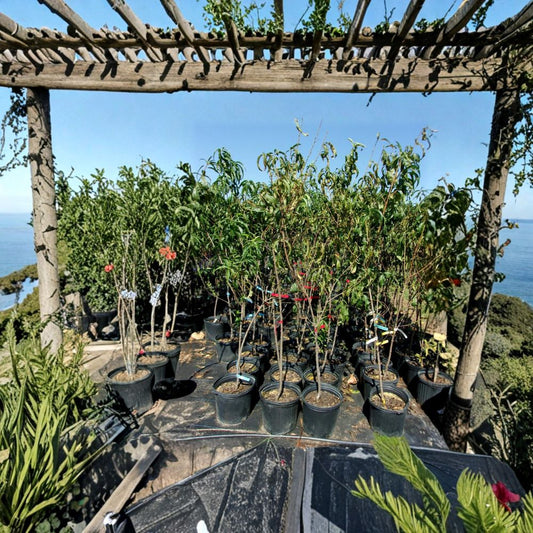 Blaze Prince Peach Tree – Prunus persica Live Fruit Tree | 4–6 Feet Tall | Sweet Juicy Freestone Peaches | Mid-Season Harvest | Easy to Grow