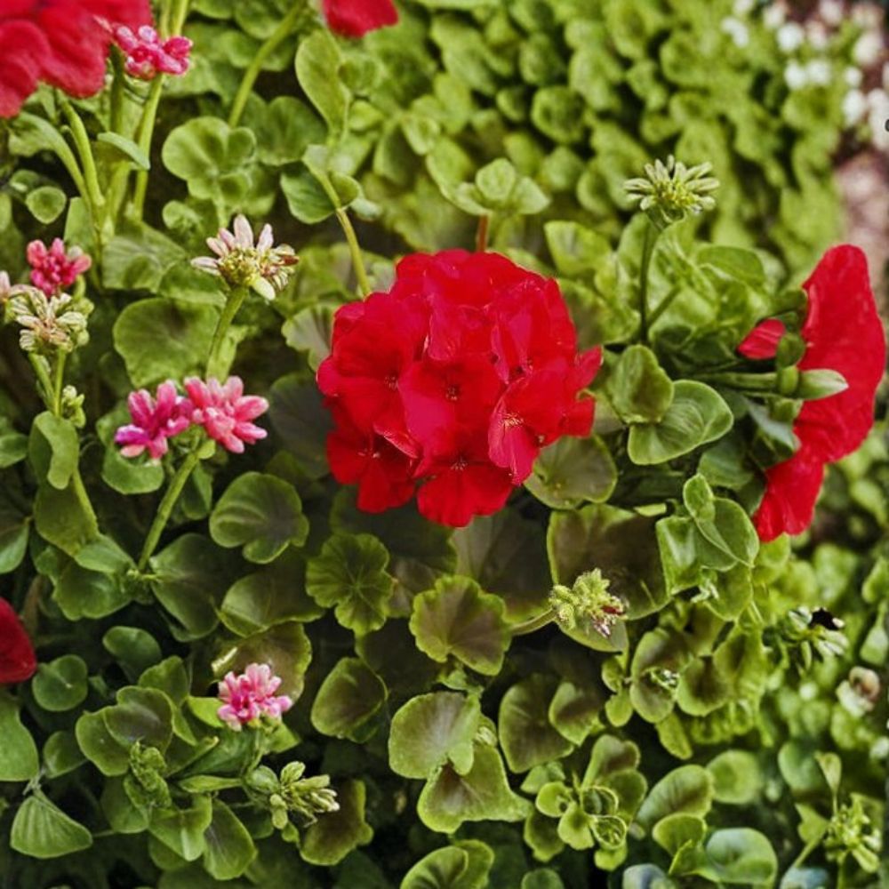 Geranium Bullseye Red – Pelargonium Seeds | 1,000 Seeds | Deep Red Blooms & Chocolate Foliage | Premium Pot Variety | Easy to Grow