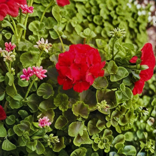 Geranium Bullseye Red – Pelargonium Seeds | 1,000 Seeds | Deep Red Blooms & Chocolate Foliage | Premium Pot Variety | Easy to Grow