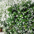 Confederate Star Jasmine Plant – Trachelospermum jasminoides Live Starter | 2–8 Inch Rooted Vine in Pot | Extremely Fragrant Climbing Plant