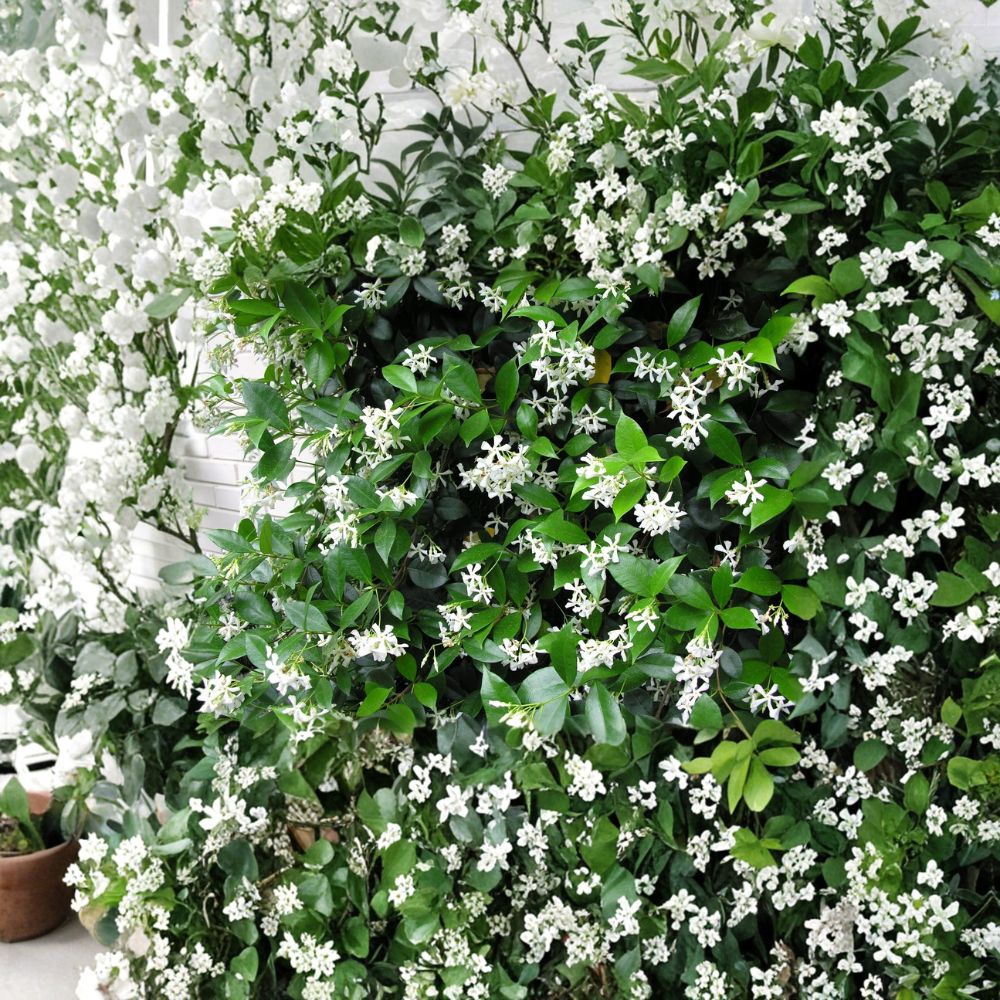Confederate Star Jasmine Plant – Trachelospermum jasminoides Live Starter | 2–8 Inch Rooted Vine in Pot | Extremely Fragrant Climbing Plant