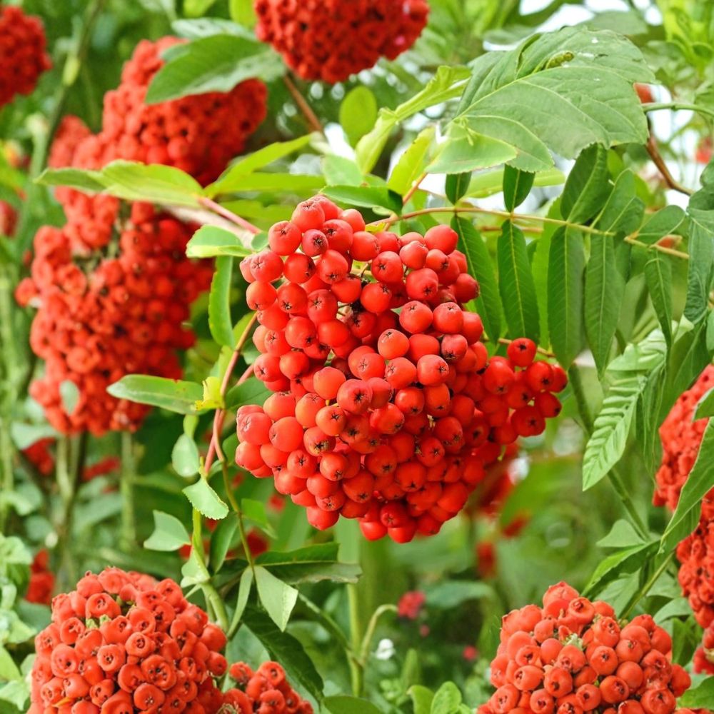 American Mountain Ash Tree – Sorbus americana Live Plant | 2–3 Ft Bare Root Rowan Tree | Cold Hardy Ornamental Tree | Wildlife Friendly Garden