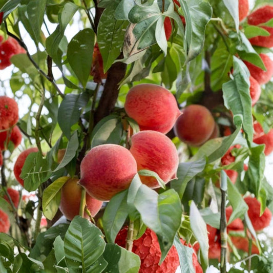 Frost Peach Tree – Prunus persica Live Bare Root | 3 Ft Yellow Freestone Peach | Disease Resistant | Self-Fertile