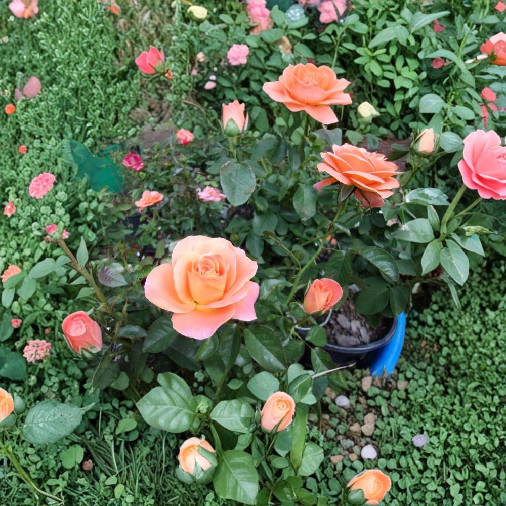 New Year Grandiflora Rose – Orange Live Bush Plant | 5 Gallon Size | Grandiflora Rose Shrub | Vibrant Orange Blooms | Easy to Grow Garden Rose