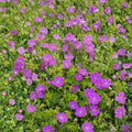 New Hampshire Purple Geranium Seeds – 25+ Premium Pelargonium Flower Seeds | Purple Garden & Patio Blooms