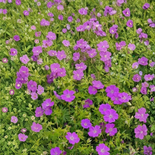 New Hampshire Purple Geranium Seeds – 25+ Premium Pelargonium Flower Seeds | Purple Garden & Patio Blooms