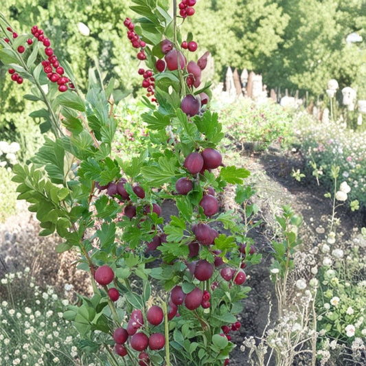 Hinnomaki Red Gooseberry – Live Rooted Plant | Self-Pollinating Berry Shrub | Sweet Red Gooseberries | Zones 3–7