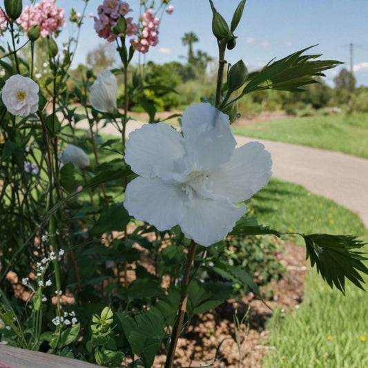 White Rose of Sharon – Set of 2 Live Plants | 4-Inch Pots | Rooted Flowering Shrub | White Blooms | Garden & Landscape Plant | Hibiscus syriacus