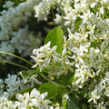 Star Jasmine Plant Live – Trachelospermum jasminoides 4–6 Inches Tall | Fragrant Confederate Jasmine Vine | Indoor Outdoor Climbing Plant