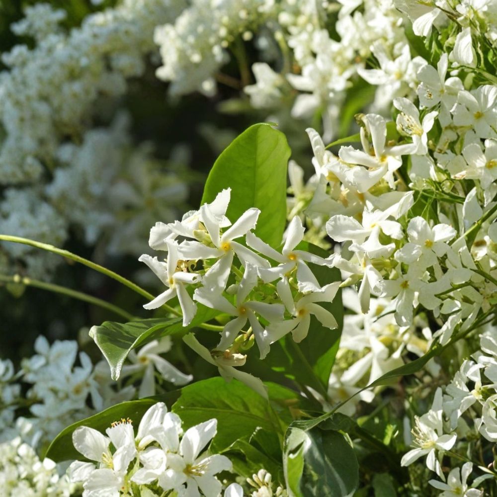 Star Jasmine Plant Live – Trachelospermum jasminoides 4–6 Inches Tall | Fragrant Confederate Jasmine Vine | Indoor Outdoor Climbing Plant