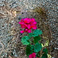 Hot Pink Orange Center Pelargonium Geranium Cutting – 6 Inch Live Plant Starter | Vibrant Magenta Blooms | Patio & Container Friendly | Fast Growing
