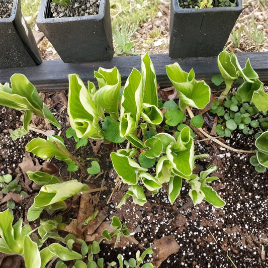 Variegated Hosta Live Plants – 4 Pack | White & Green Foliage | Perennial Shade Garden Plant | Bare Root | Freshly Dug