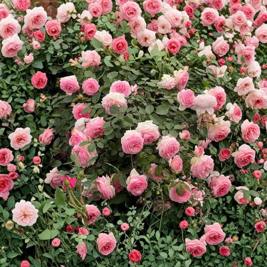 Pink Eden Climbing Rose – Rosa ‘Pierre de Ronsard’ Live Plant | Potted Climbing Rose | Romantic Pink & Cream Blooms | Trellis Garden Rose