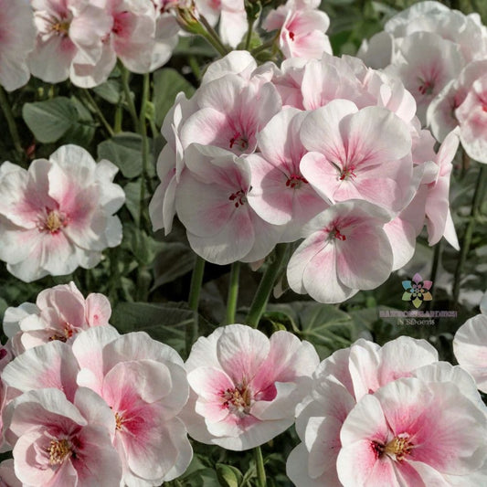 Maverick Appleblossom Geranium Seeds – 25+ Pelargonium Flower Seeds | Pink & White Garden Blooms | Patio Container Flowers