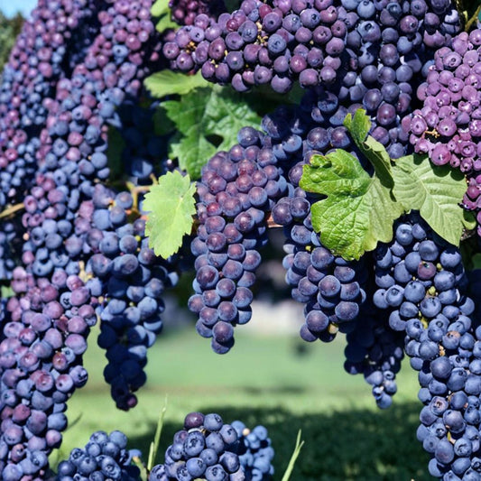 Glenora Seedless Grape Vine – Vitis labrusca Hybrid Live Plant | Sweet Purple Seedless Grapes | Cold Hardy Backyard Vine | Edible Garden Climbing Plant